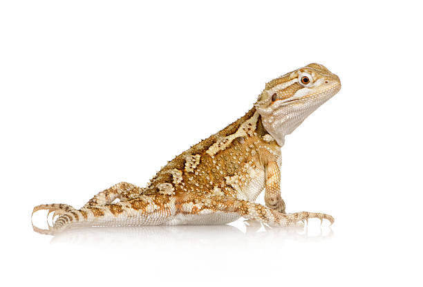 pogona henrylawsoni