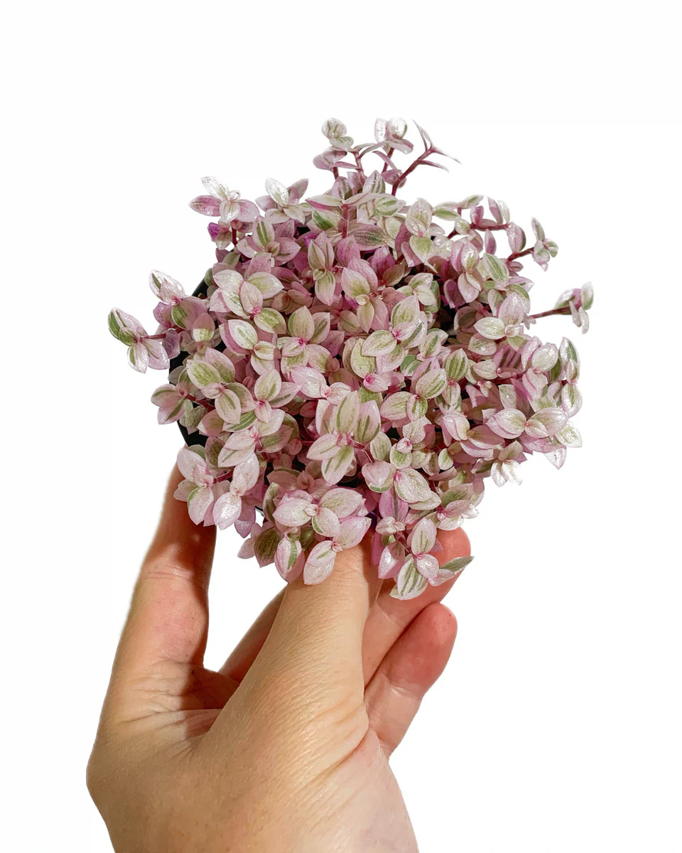 4FDAEE06-5A3E-470D-8A21-315C5808E8A3_1200x1200