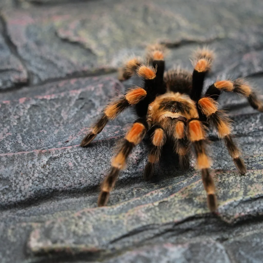 Brachypelma smithi