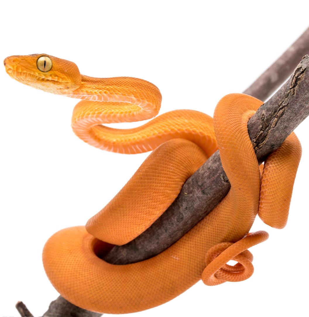 orange-amazon-tree-boa-2