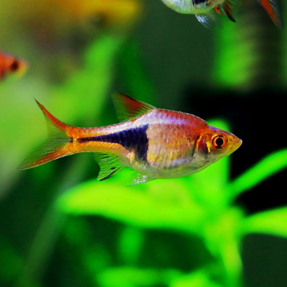 trigonostigma-heteromorpha-001 Harlequin Rasbora | Trigonostigma Heteromorpha