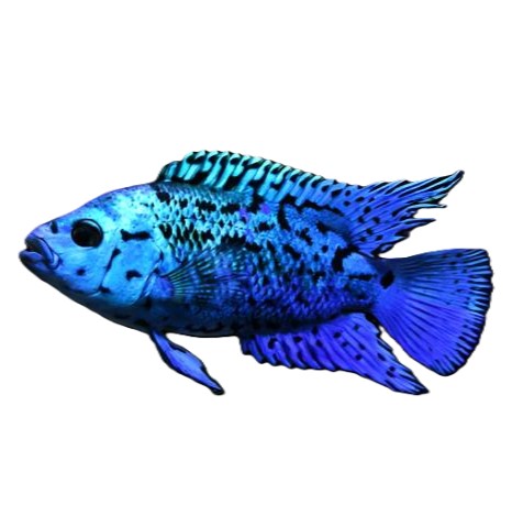 Rocio Octofasciata | Electric Blue Jack Dempsey