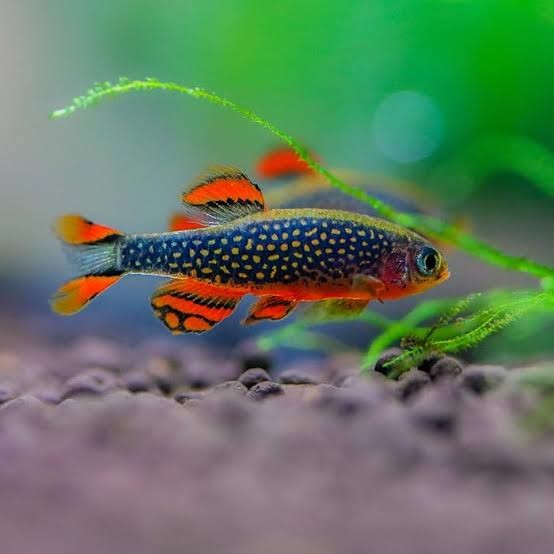 Danio margaritatus | Microrasbora Galaxy