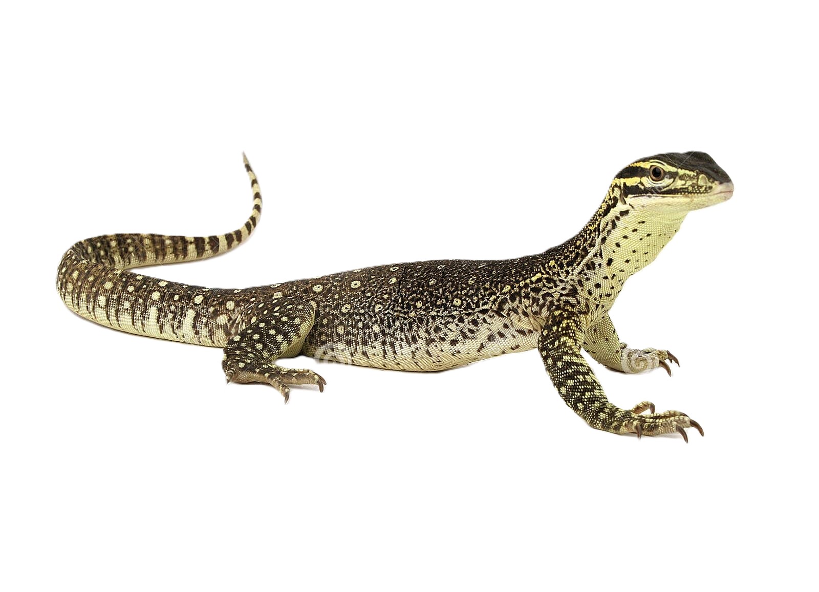 sand goanna Varanus Gouldii