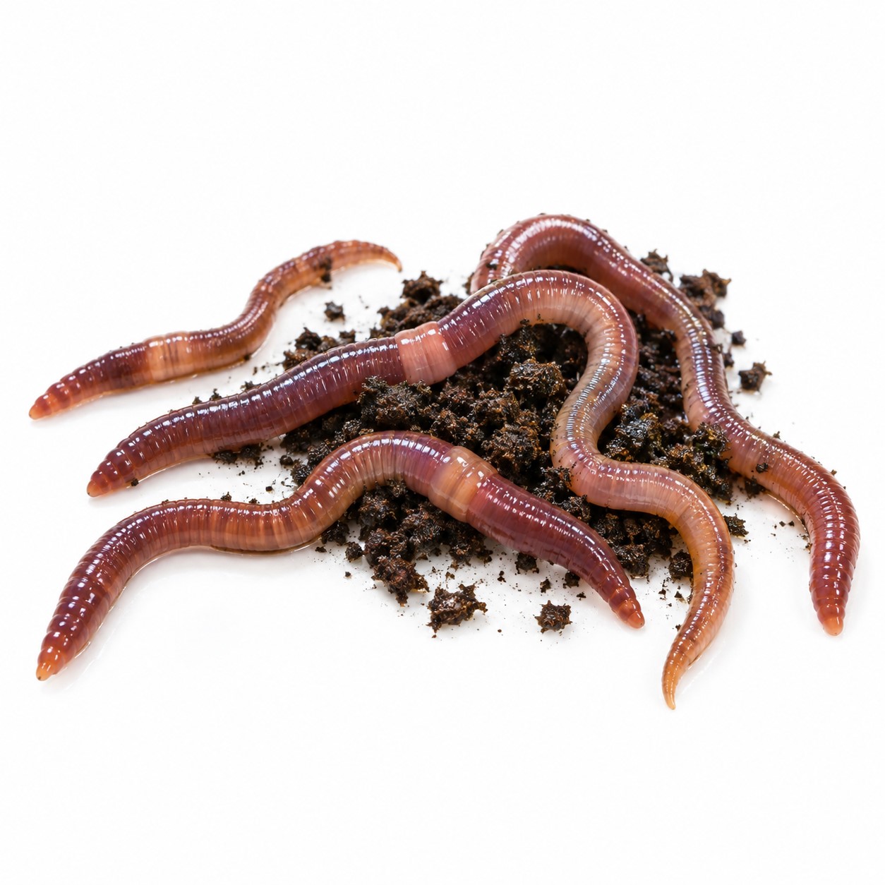 Lumbricus rubellus